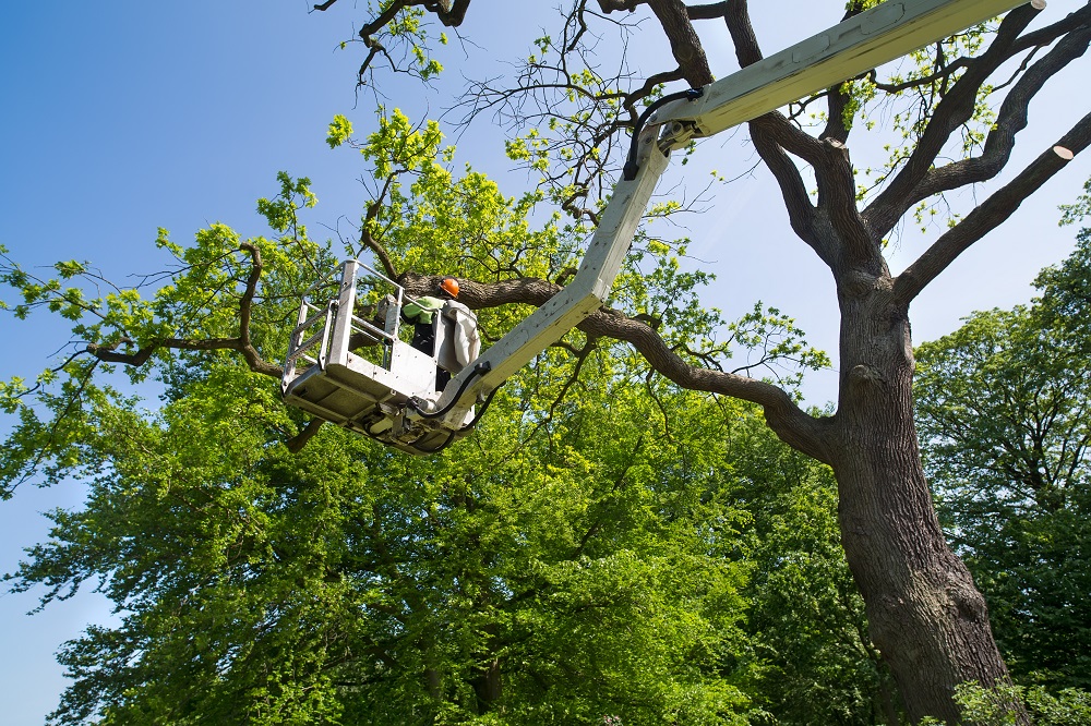 cherry picker