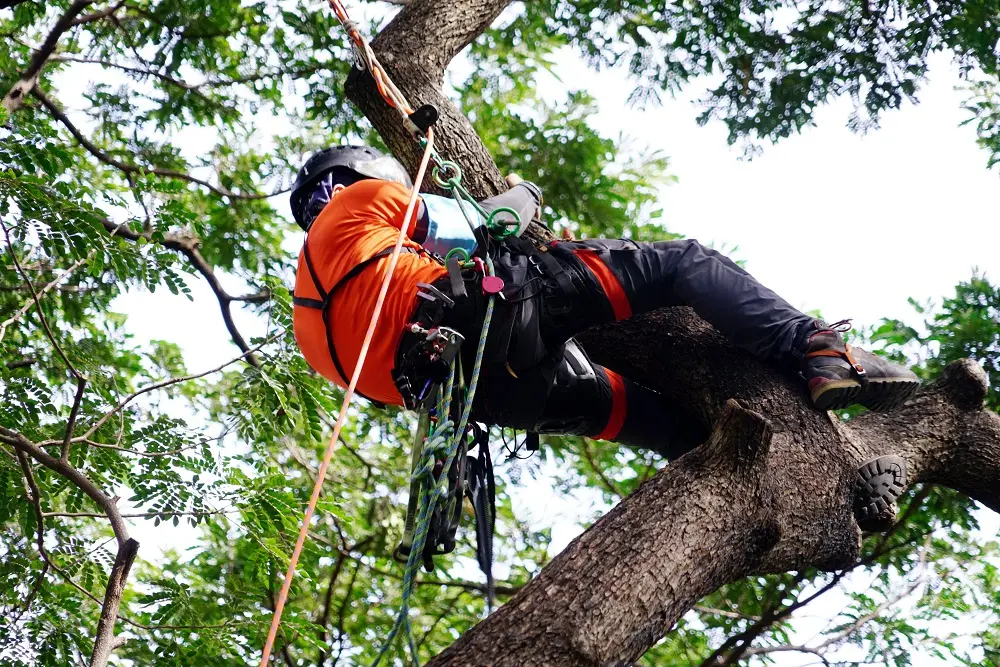 tree cutting