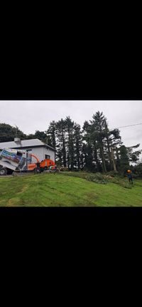Overgrown hedge being cut back in Longford