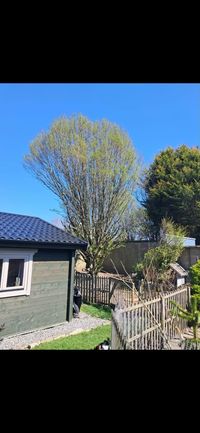 Large tree near a house assessed before felling