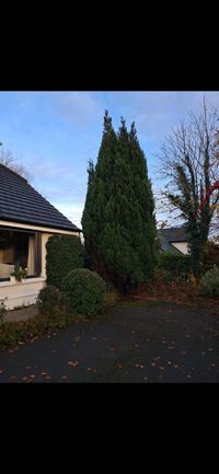 Tree removal job completed by 5 County Tree Surgeons