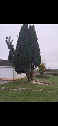 Garden after tree work and clean-up