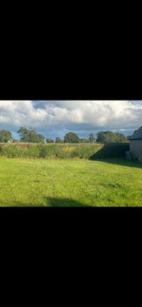 Tree felling and removal in Longford