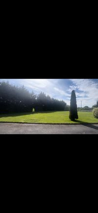 Tree pruning and crown reduction by a Longford tree surgeon