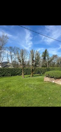 Storm damaged tree being made safe by tree surgeons