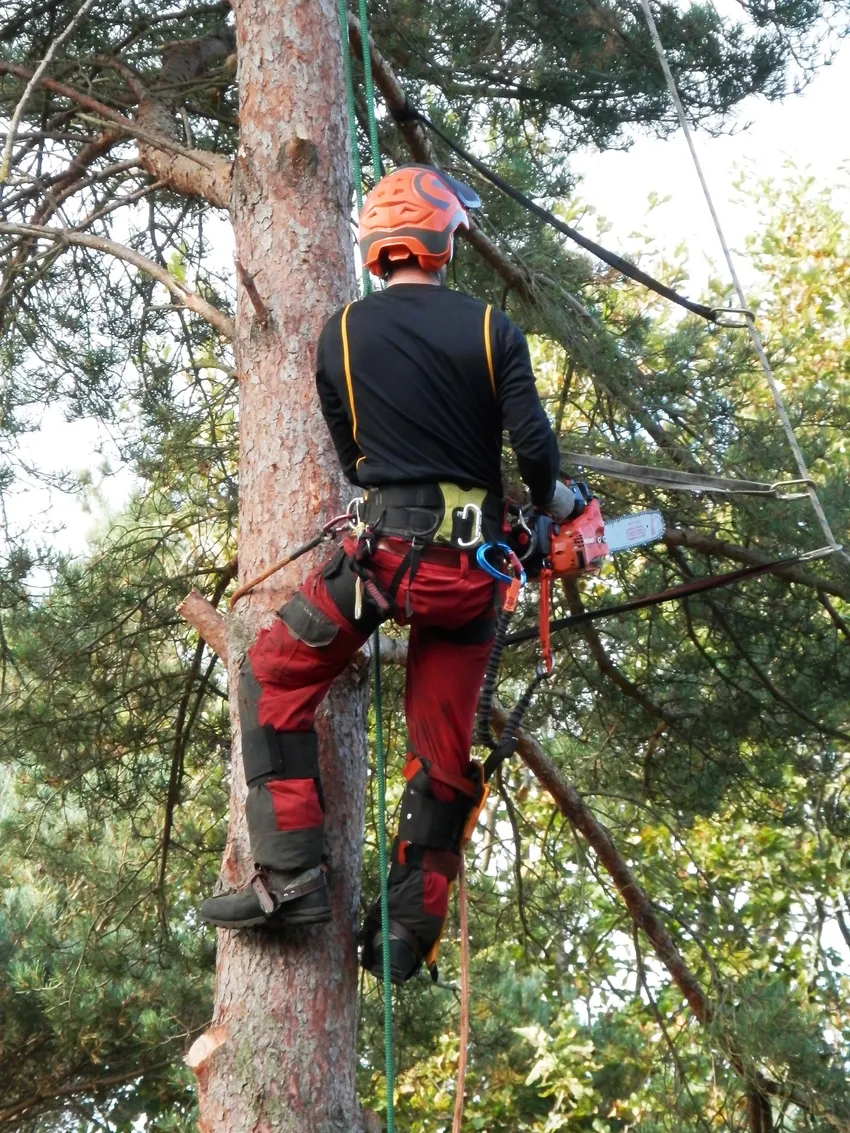 Tree Surgeon Working